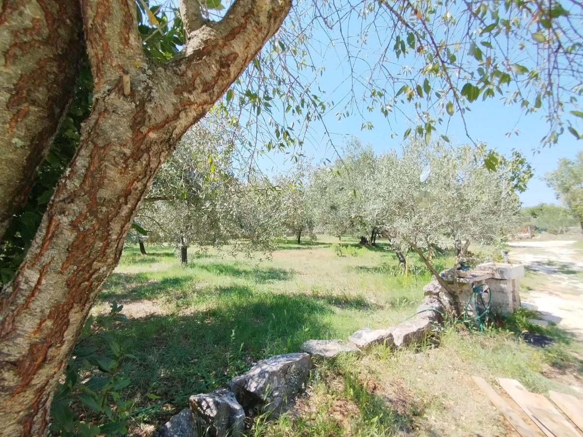 FažanaMarti'S House In The Olive Groveアパートメント エクステリア 写真