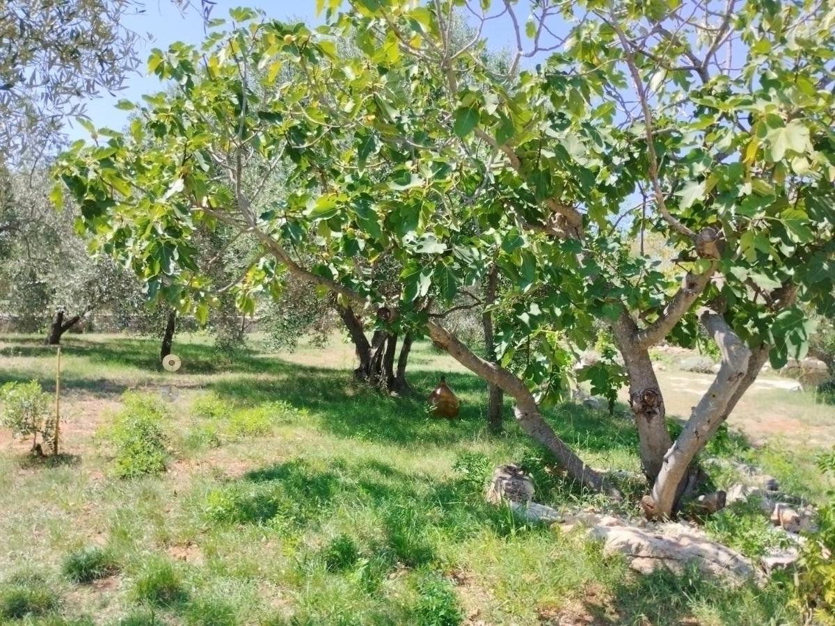 FažanaMarti'S House In The Olive Groveアパートメント エクステリア 写真